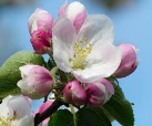 цвіт яблуні, яблуня, цвітіння, білий, рожевий, відділення, листя, malus,  kernobstgewaechs, великий, троянди | Pikist